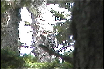 199608_033_thumb.jpg