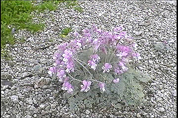 199608_066_thumb.jpg