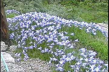 199608_067_thumb.jpg