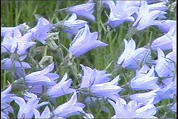 199608_068_thumb.jpg
