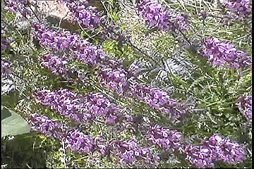 199608_118_thumb.jpg