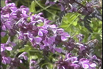 199608_119_thumb.jpg