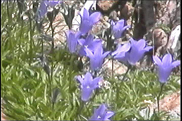 199608_131_thumb.jpg