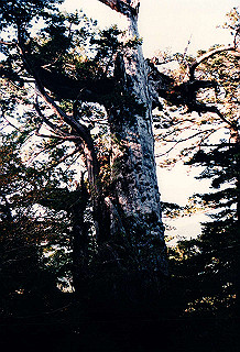 19961103_0380_thumb.jpg