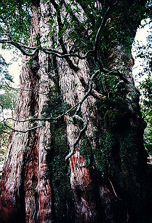 19961103_0390_thumb.jpg