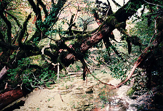 19961104_0020_thumb.jpg