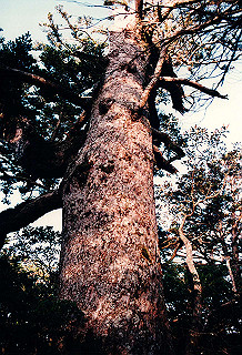19961104_0060_thumb.jpg