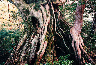 19961104_0070_thumb.jpg