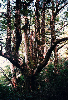 19961104_0090_thumb.jpg