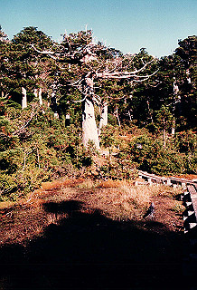 19961104_0180_thumb.jpg