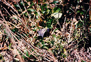 19961104_0350_thumb.jpg