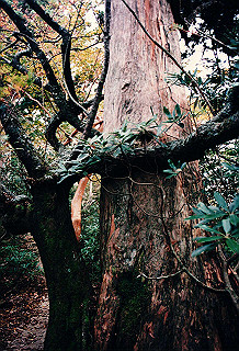 19961105_0040_thumb.jpg