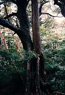 19961105_0050_thumb.jpg