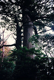 19961105_0060_thumb.jpg