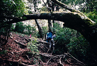 19961105_0070_thumb.jpg