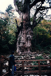 19961105_0110_thumb.jpg