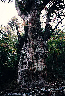 19961105_0120_thumb.jpg