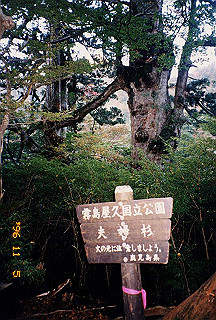 19961105_0142_thumb.jpg