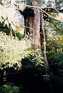 19961105_0149_thumb.jpg