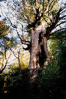 19961105_0151_thumb.jpg