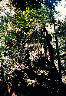 19961105_0200_thumb.jpg
