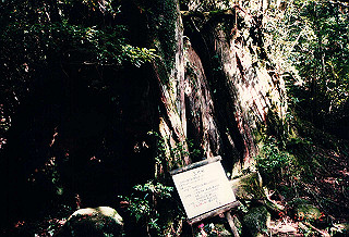 19961105_0320_thumb.jpg