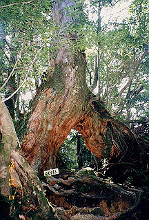 19961105_0365_thumb.jpg