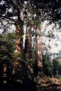 19961105_0369_thumb.jpg