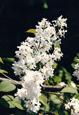 19970411_024_thumb.jpg