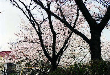 19990404_026_thumb.jpg