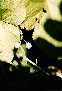 19990807_006_thumb.jpg