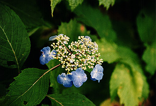 19990807_007_thumb.jpg