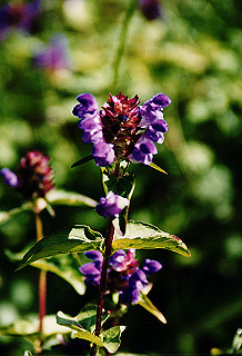 19990807_011_thumb.jpg