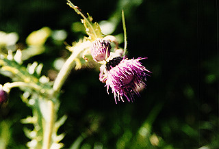 19990807_013_thumb.jpg