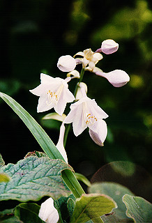 19990807_016_thumb.jpg