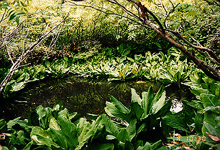 19990807_019_thumb.jpg