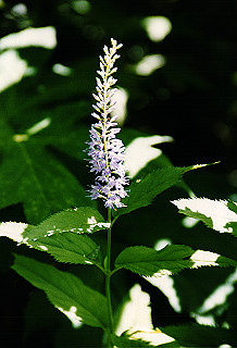 19990807_028_thumb.jpg