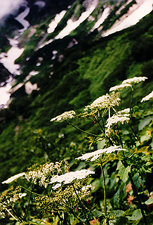 19990807_029_thumb.jpg