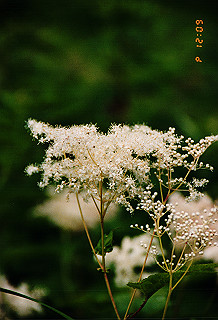 19990807_033_thumb.jpg