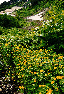 19990807_050_thumb.jpg