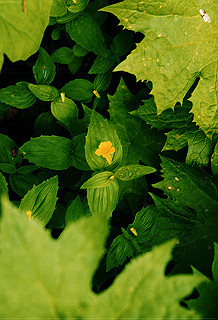 19990807_051_thumb.jpg