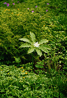 19990808_016_thumb.jpg