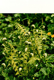 19990808_017_thumb.jpg