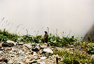 19990808_038_thumb.jpg