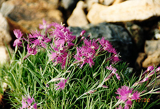 19990809_042_thumb.jpg
