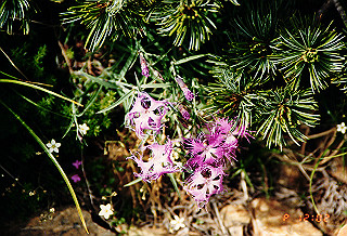 19990809_043_thumb.jpg