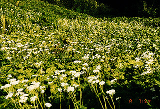 19990810_006_thumb.jpg