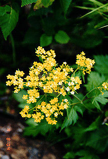 19990810_008_thumb.jpg