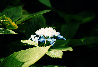 19990810_018_thumb.jpg