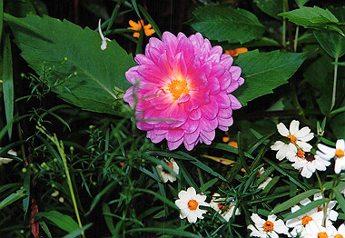 20000827_020_thumb.jpg